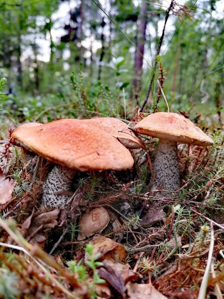 Съедобные грибы в Сосновом лесу