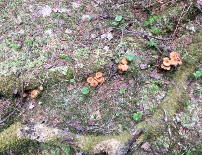 Опята в лесу