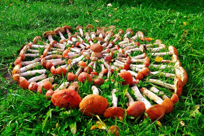 Грибная поляна