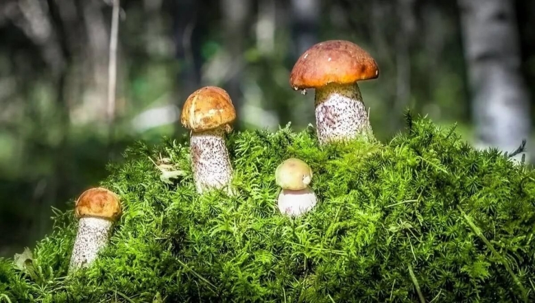 Подосиновики Полянка