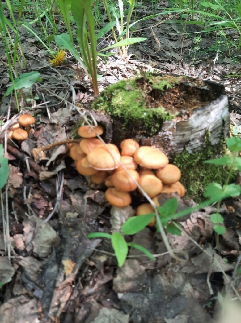 Летний опенок kuehneromyces mutabilis