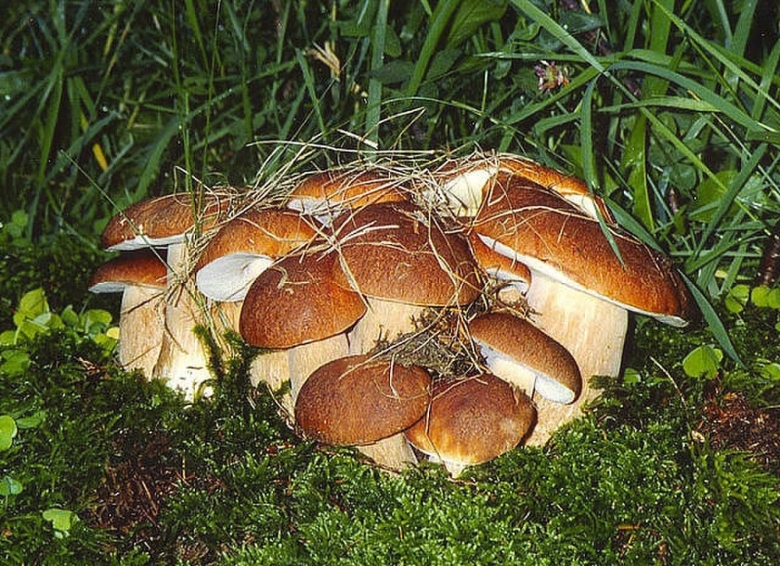 Поляна грибов