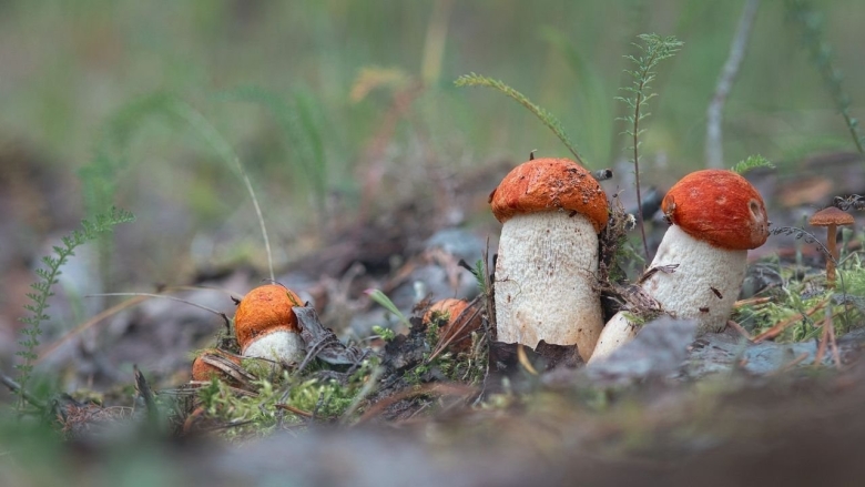 Карелия ягель ягоды грибы