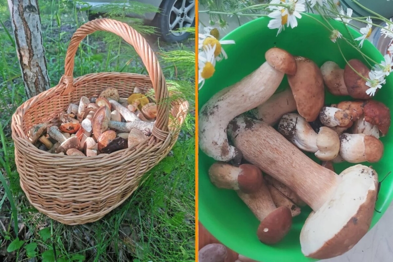 Корзина для грибов