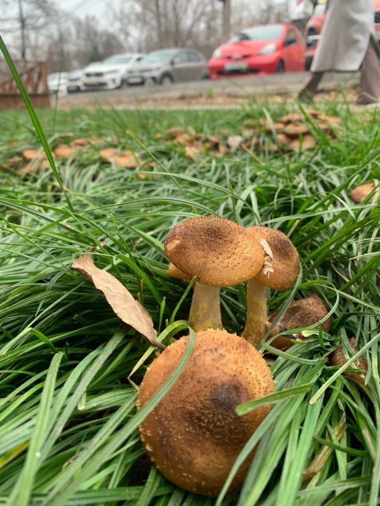 Гриб опёнок осенний