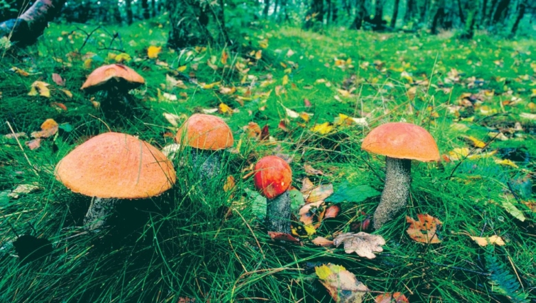 Полянка с грибами