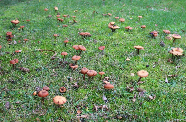 Грибная Поляна в лесу