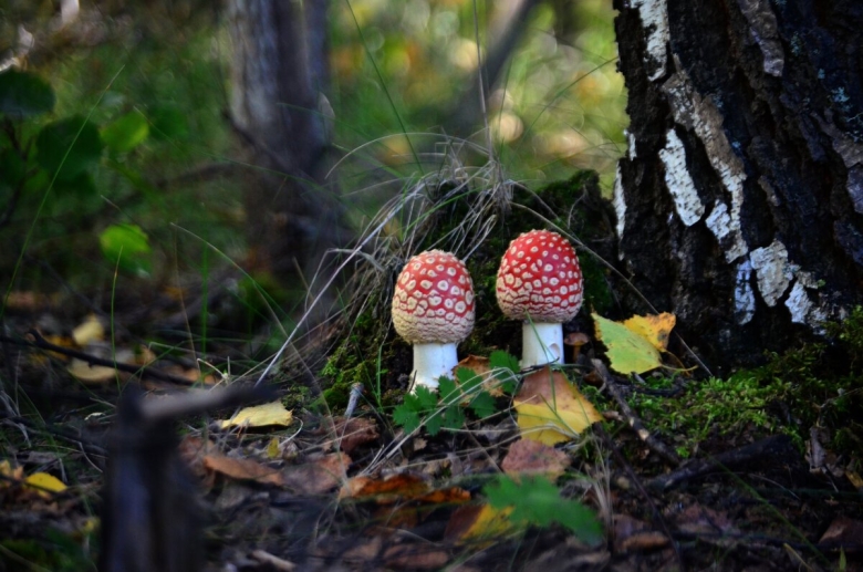 Мухомор Алтайский красный