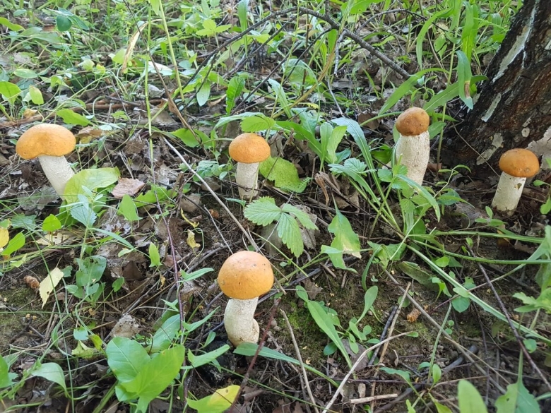 Поляна грибов подосиновиков