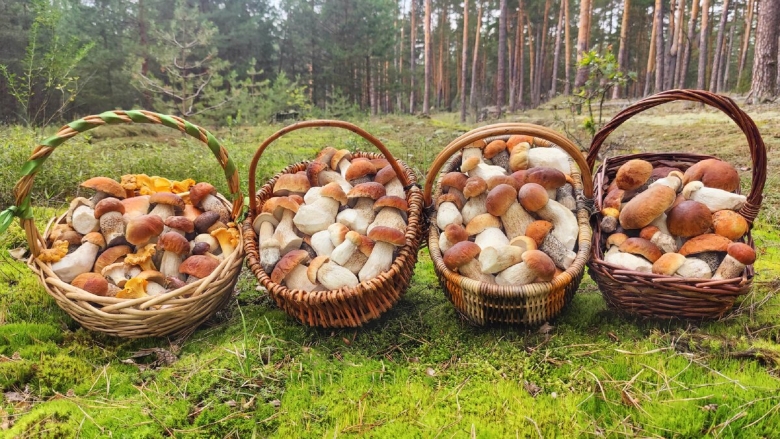 Грибы в Подмосковье