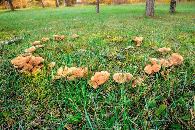Опята Ведьмин круг