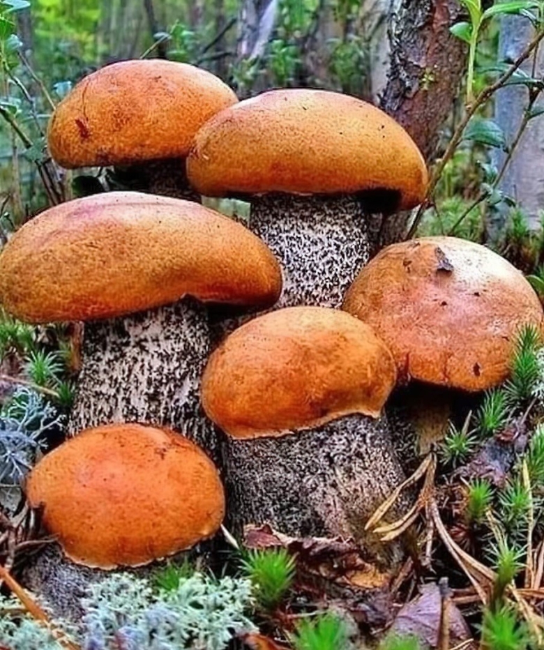 Много грибов