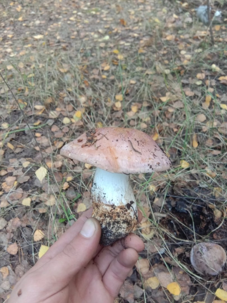 Гриб под березой с золотистой шляпкой