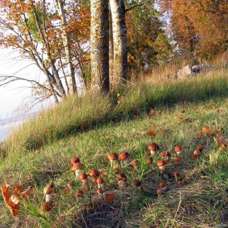 Грибная Полянка опята в лесу