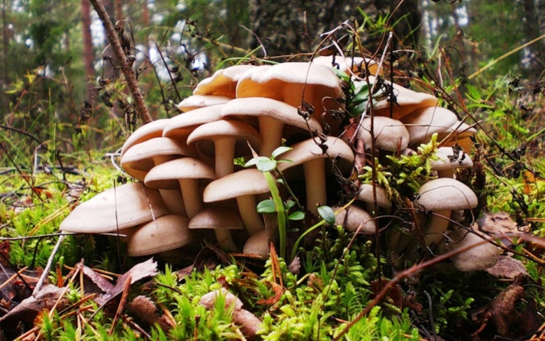 Поляна с грибами в лесу