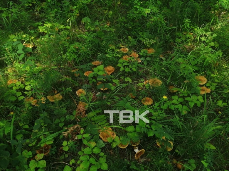 Грибные места лисички