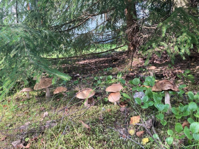 Грибы в Калужской области