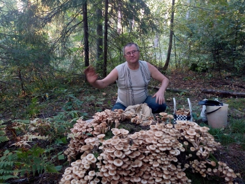 Пеньковые опята