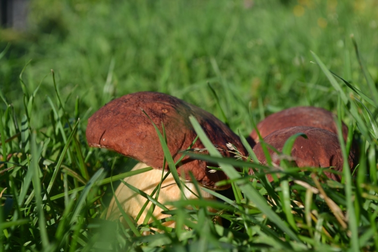 Фон для рабочего стола грибы