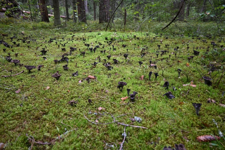 Грибы лисички в Тверской области