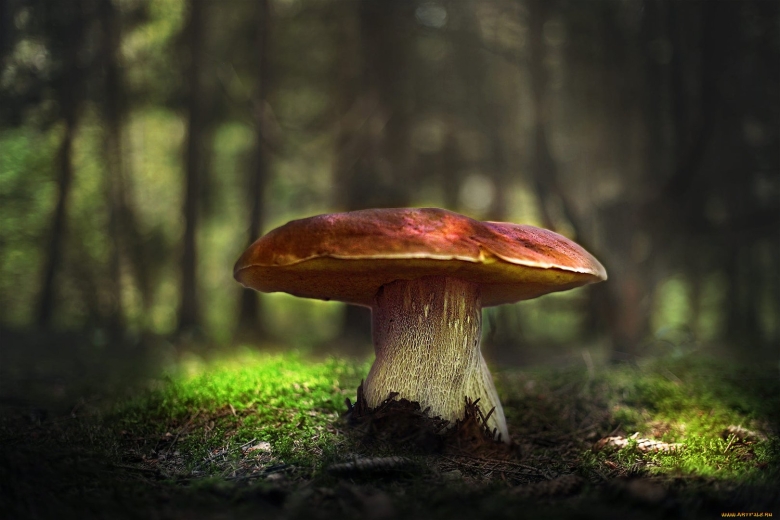 Обои на рабочий стол грибы в лесу