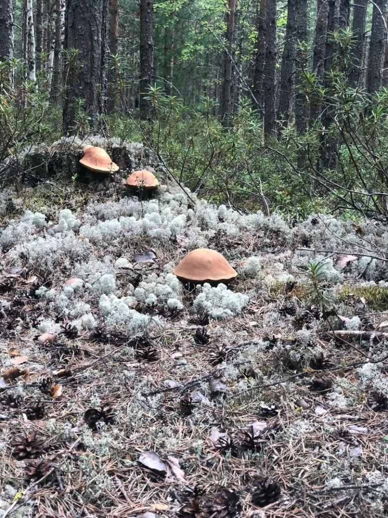 Олений гриб ямал