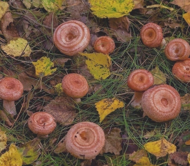 Волнушка розовая