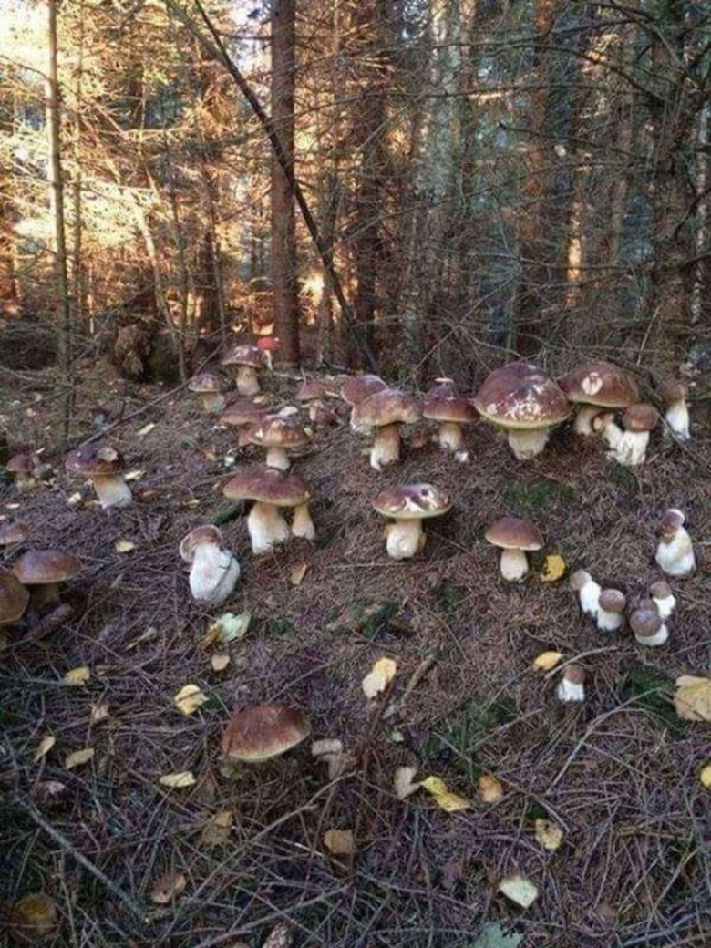 Много белых грибов в лесу