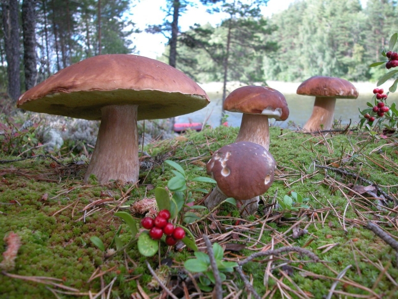 Командорские острова грибы на островах