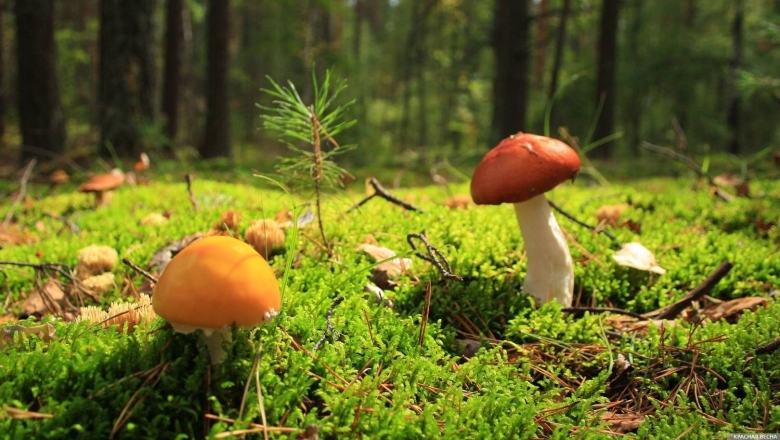 Гриб в лесу