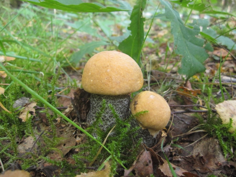 Грибы солюшки фото