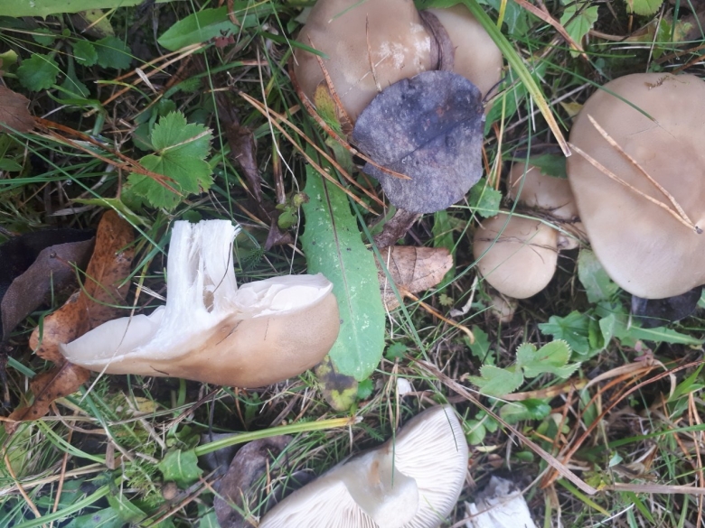 Карагодники грибы Тула