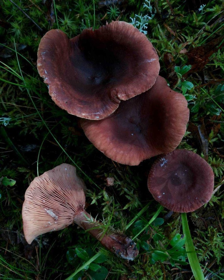 Гриб млечник камфорный