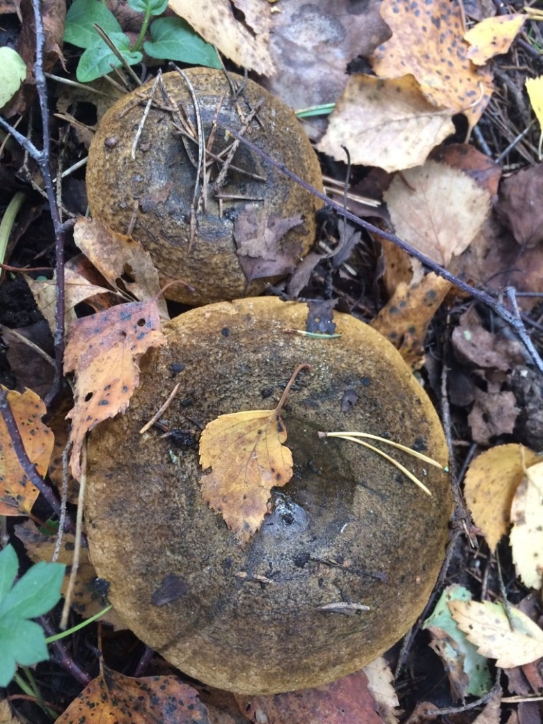 Черные грузди Чернушка