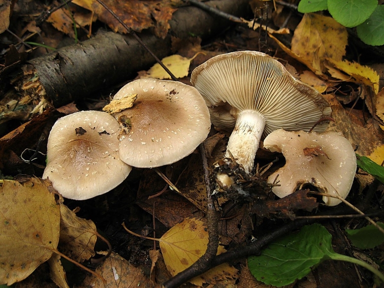 Чешуйчатка клейкая Pholiota lenta