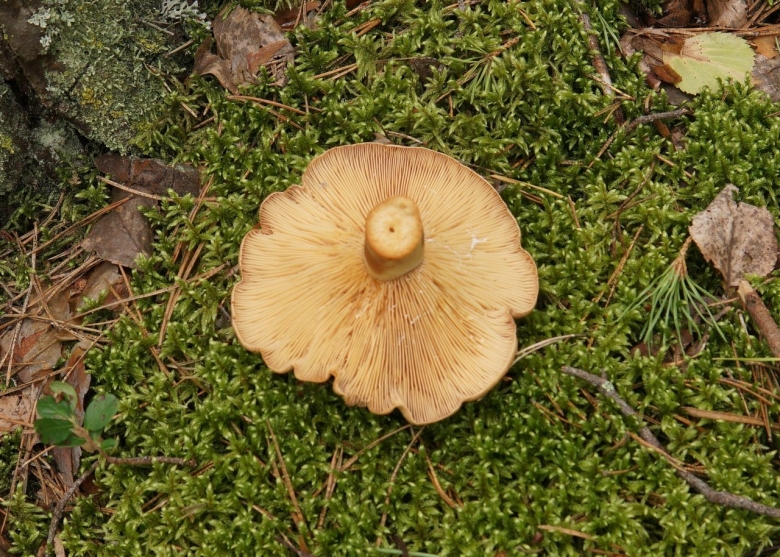 Гриб Янтарный млечник