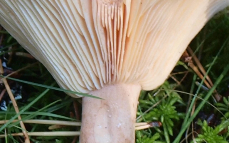 Млечник водянисто-млечный гриб