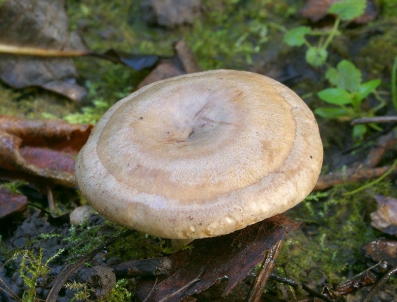 Грибы млечник серушка свинушка