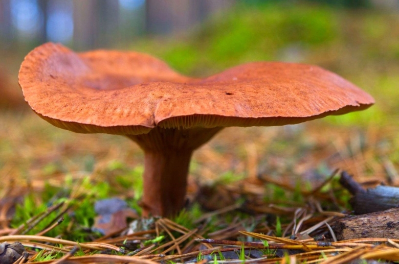 Горькушки серушки