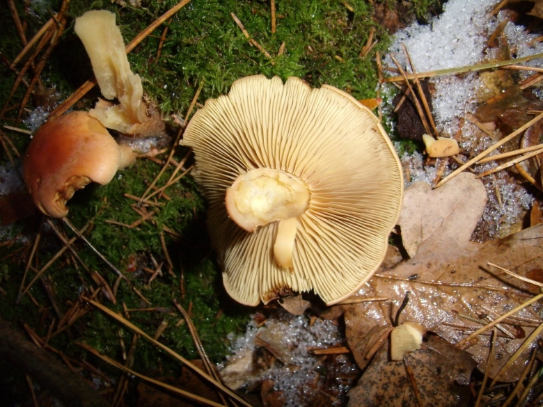 Попутки грибы фото