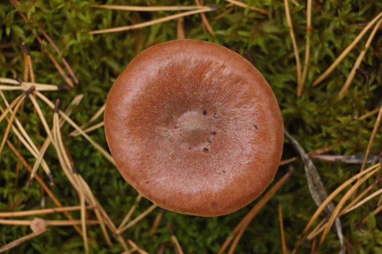 Грибы Подмосковья пластинчатые