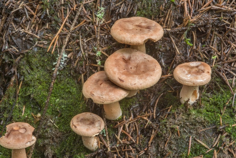 Млечник серо розовый lactarius helvus