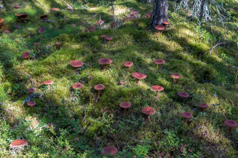 Млечник сиреневый