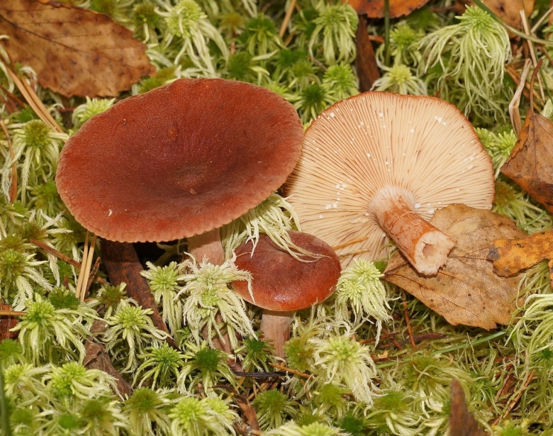 Горькушка съедобные грибы