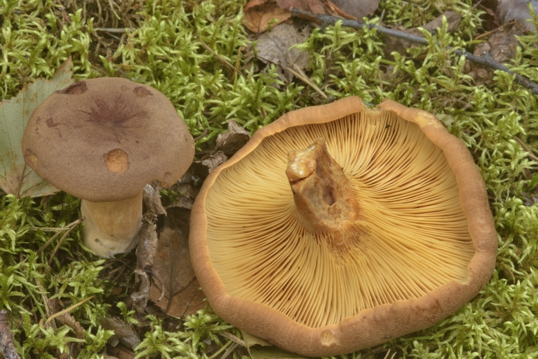 Гриб Янтарный млечник