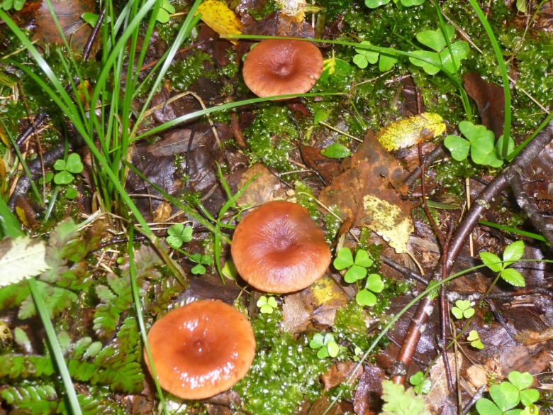 Млечник горькушка