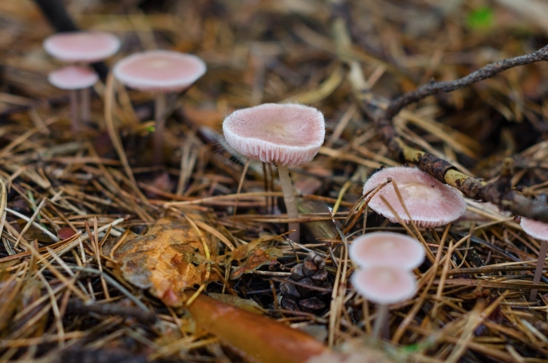 Млечник гриб серушка