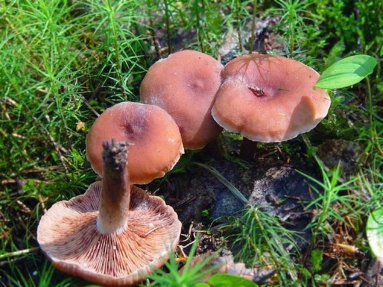 Гриб млечник камфорный