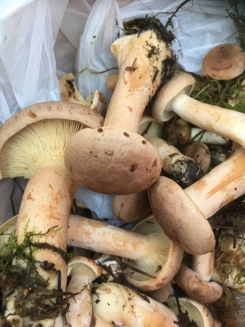 Млечник гриб