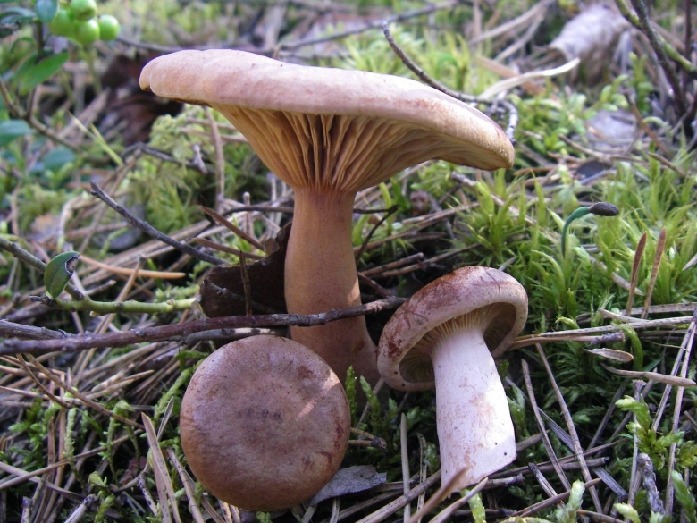 Млечник горькушка